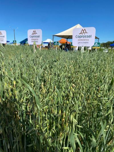 Dia de Campo Coprossel -Evento reuniu produtores, lideranças e empresas parceiras para apresentar tecnologias 